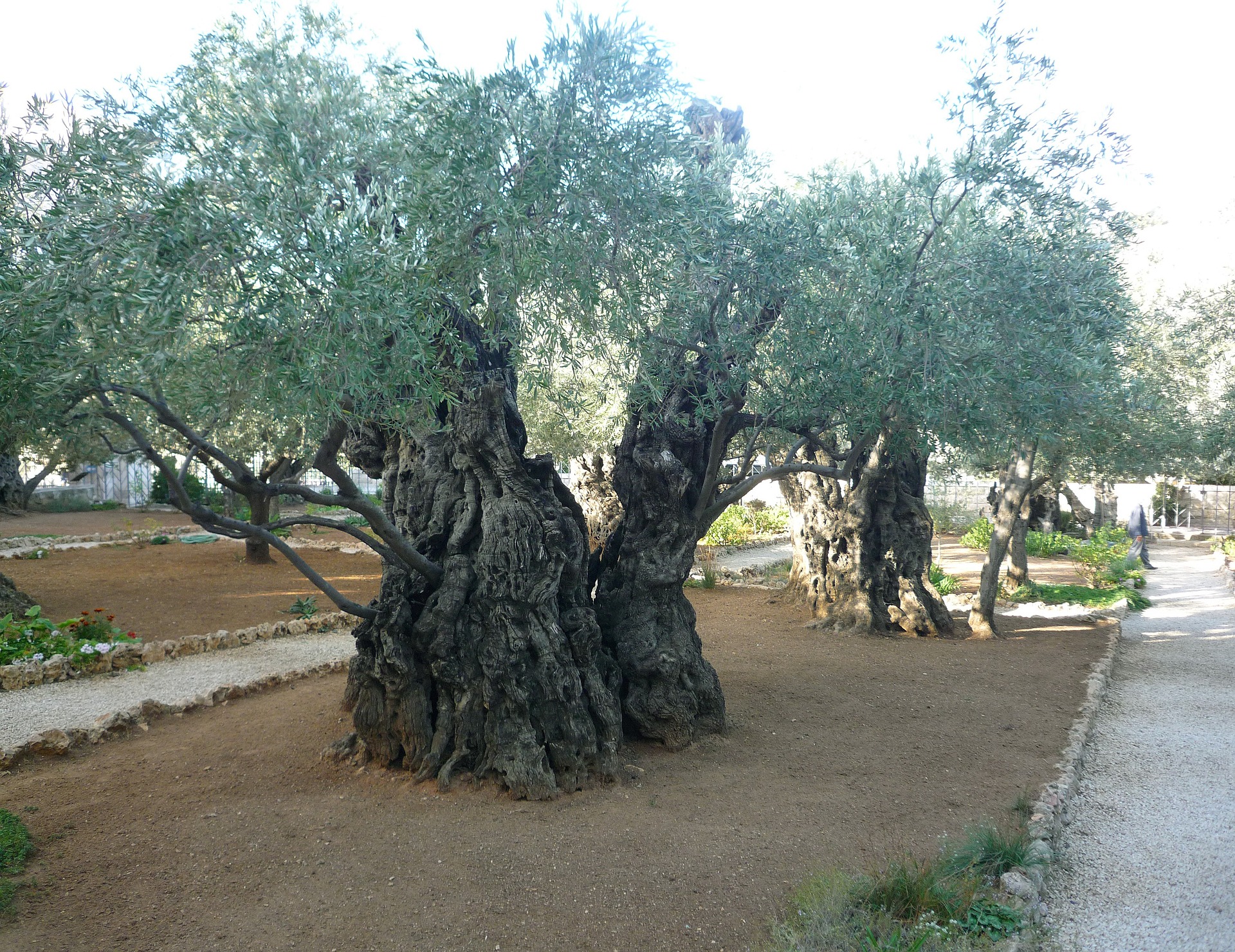 olive-trees-108855_1920